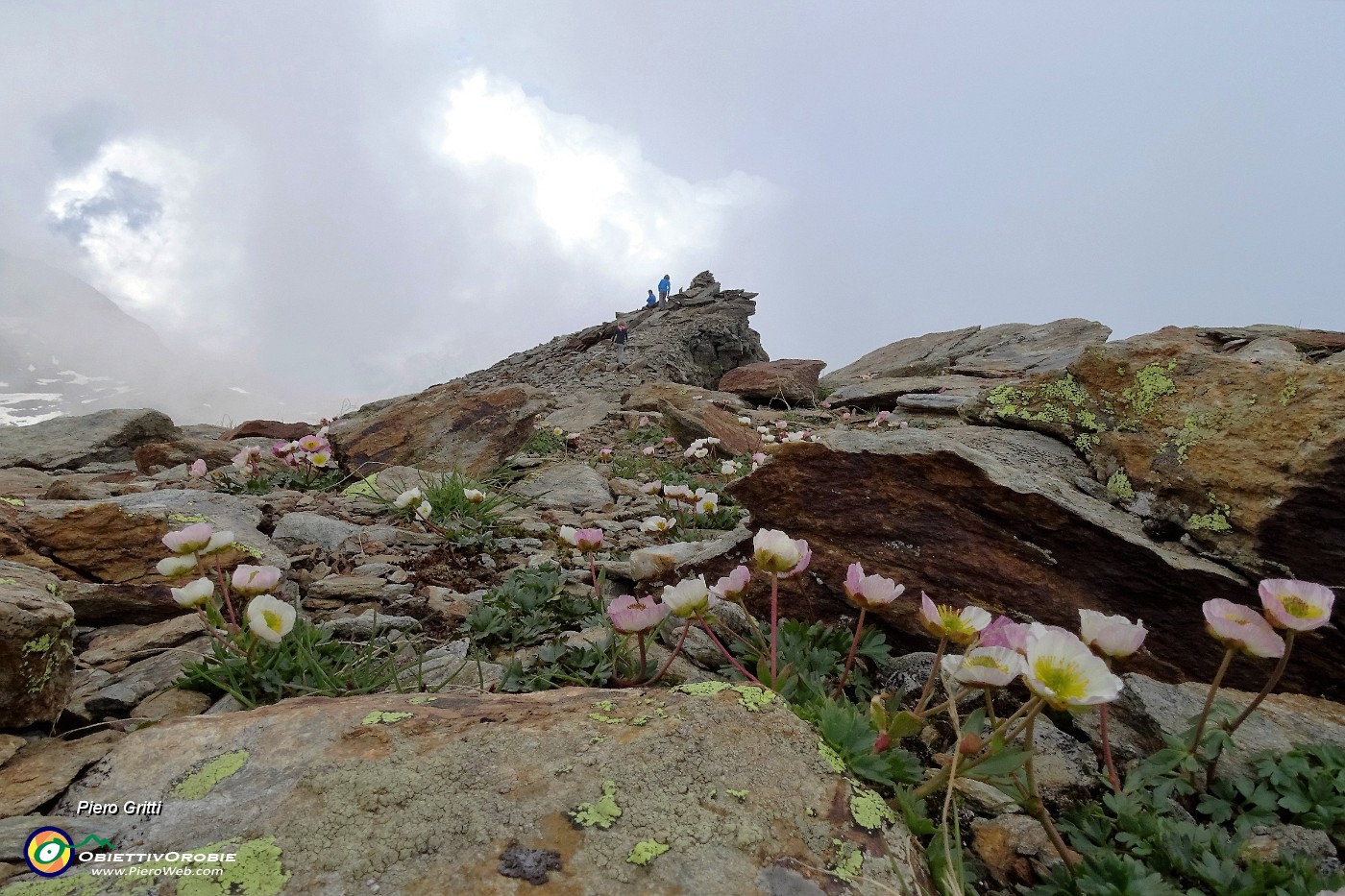 74 Fioriture di ranuncolo glaciale (Ranunculus glacialis) .JPG